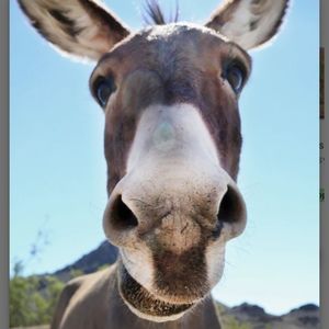 Meet your Posher, Robert